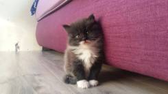 Кошки.