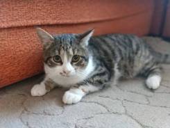Кошки.