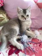 Шотландская прямоухая кошка.
