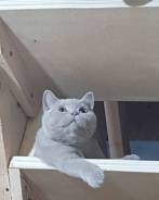 Британская кошка.