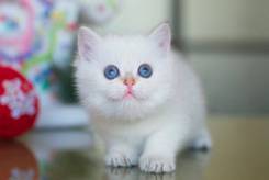 Британская кошка.