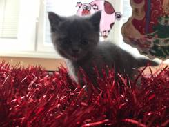 Шотландская кошка.