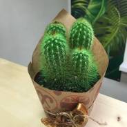 Кактус.