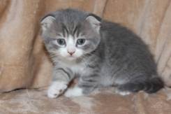 Шотландская вислоухая кошка.