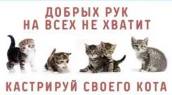 Кастрация котов на дому