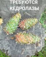 Требуются кедролазы