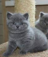 Шотландская прямоухая кошка.