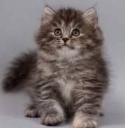 Сибирская кошка.