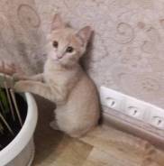 Котенок красивого персикового окраса