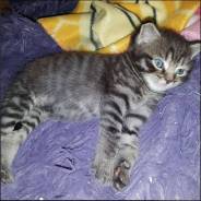 Отдам котенка в добрые руки