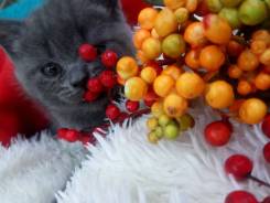 Шотландская прямоухая кошка.