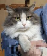 Сибирская кошка.
