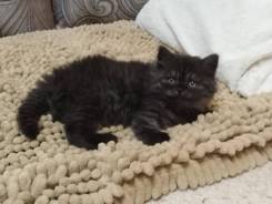 Шотландская прямоухая кошка.