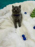 Плюшевый мальчуган. Шотландская скотиш страйт