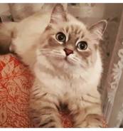 Вязка кошек.