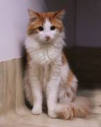 Кот, 1 год