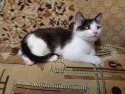 Чернобелый, ручной, котенок-мальчик