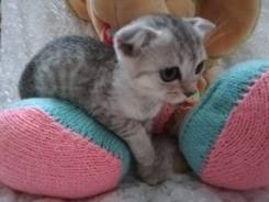 Шотландская вислоухая кошка.