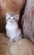 Шотландская кошка.