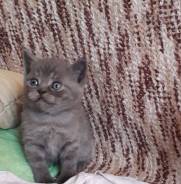 Шотландская кошка.