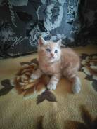 Шотландская кошка.