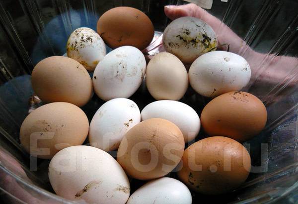 Продам яйцо куриное домашнее. На Выселковой, в наличии. Цена: 170₽ во ...