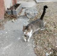 Кошки.