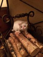 Шотландская кошка.