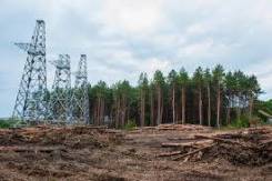 Вырубка леса под линии ЛЭП