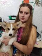 Вельш-корги-пемброк.