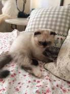 Шотландская кошка.