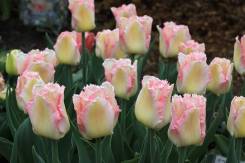 ��������. ��� ����� �� ������ ����