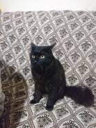 Сибирская кошка.
