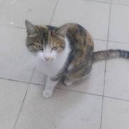 Кошечка ищет старых или новых хозяев