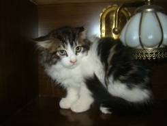 Кошки.