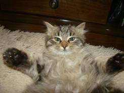 Кошки.