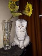 Кошки.
