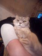 Шотландская кошка.