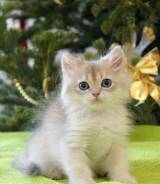 Британская кошка.