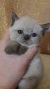 Шотландская прямоухая кошка.