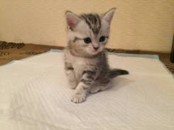 Британская кошка.