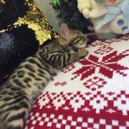 Бенгальская кошка.