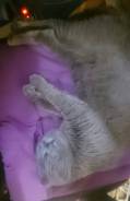 Шотландская вислоухая кошка.