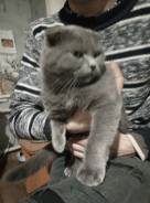 Шотландская вислоухая кошка.
