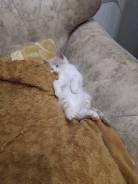 Котёнок в добрые руки!