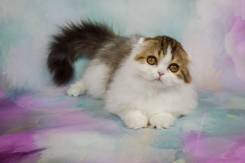 Шотландская вислоухая длинношерстная кошка. Под заказ