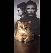 Вязка кошек.