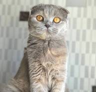 Шотландская кошка.