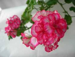 Пеларгония.