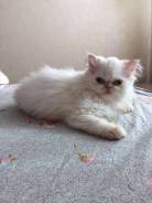 Персидская кошка.